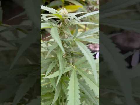 Zkittles Day 43 | Homegrown Cannabis in Tropical Thailand | Weed Outdoor Grow | #BudHead