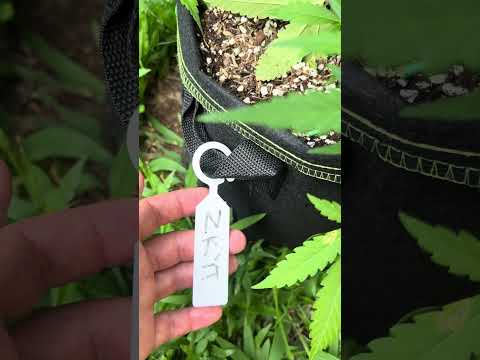 Zkittles Day 46 Homegrown Cannabis in Tropical Thailand Weed Outdoor Grow marijuana #BudHead