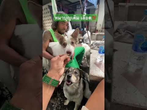หมาบุญเติม 🐶