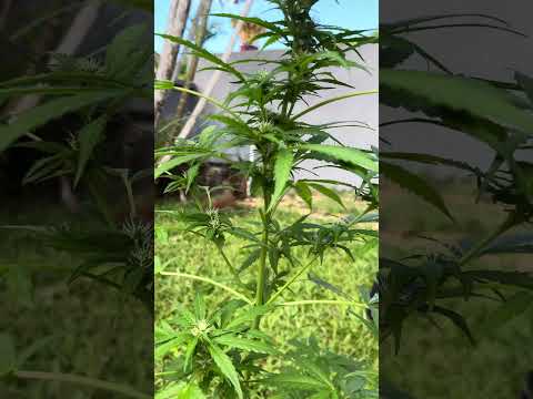 Autoflower #2 Day 43 Homegrown Cannabis in Tropical Thailand Weed Outdoor Grow marijuana #BudHead