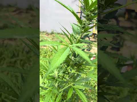 Autoflower #3 Day 40 Homegrown Cannabis in Tropical Thailand Weed Outdoor Grow marijuana #BudHead