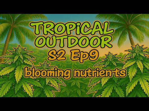 Blooming Weed Nutrients Homegrown Cannabis Thailand 2025 Outdoor Marijuana grow S. 2 Ep. 8 #BudHead