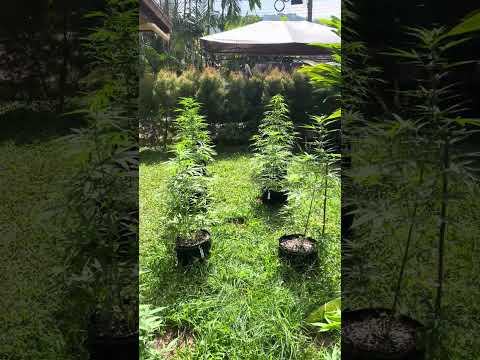 Garden Day 46 Homegrown Cannabis in Tropical Thailand Weed Outdoor Grow marijuana #BudHead