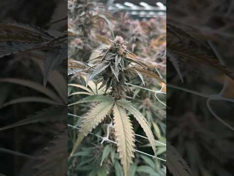 Harvest Time in Thailand Air-Grown Cannabis