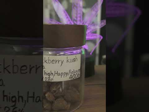 Thai Cannabis Culture in 30 Seconds  #thailand #youtubeshorts #pattayathailand