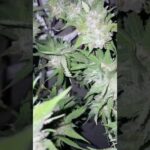 Thai Weed. 🙏🏻🥦🍒🍋‍🟩