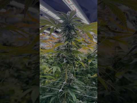 This Is What Thai Cannabis Looks Like Before Harvest (Aeroponics)