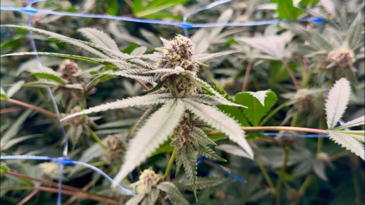 【タイ】医療用大麻視察