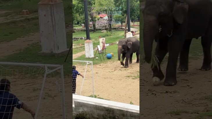 2025.9.4 🇹🇭 #タイ #バンコク #動物園 #動物  #ゾウ #可愛い #サッカー #ボウリング  #thailand #bangkok #zoo #elephant  #cute