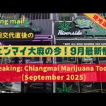 チェンマイの大麻事情【9月最新版】現地のリアルをお届けします
