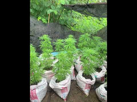 “What My Thai Father-in-Law Used to Grow Legally