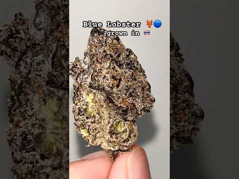Can Thai Weed Beat Cali? 😳💨 | Trip777 Review