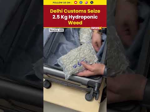 Delhi Customs Seize 2.5 Kg Hydroponic Weed Hidden in Luggage from Bangkok | #bangkok #shorts #viral