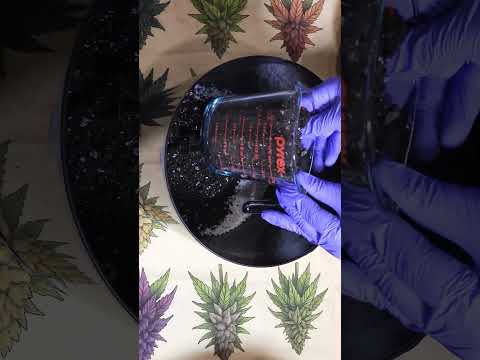 HOW I AM GROWING & BREEDING WEED CHOCOLATE THAI CROSS WITH LILAC DIESEL BX4