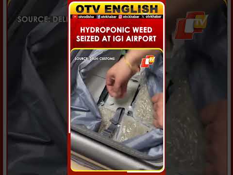 Passenger From Bangkok Caught Smuggling Hydroponic Weed At Delhi Airport