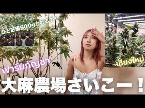 ฟาร์มกัญชา🌿大麻農場ツアー行ってみた Thai Cannabis Factory