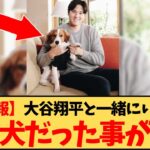 【速報】MVP受賞時に一緒にいた犬、大谷翔平の飼い犬だった