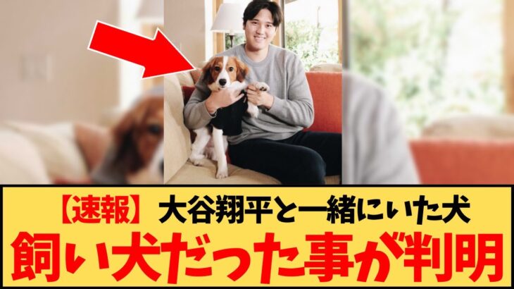 【速報】MVP受賞時に一緒にいた犬、大谷翔平の飼い犬だった