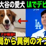 【海外の反応】大谷翔平の愛犬デコピンがLAで衝撃デビューへ！CMやテレビ出演に向けて準備中と米国メディアが報じる！ohtani 大谷翔平 トラウト　佐々木朗希　山本由伸 藤浪晋太郎　中野 拓夢