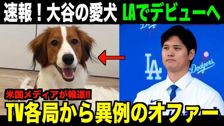 【海外の反応】大谷翔平の愛犬デコピンがLAで衝撃デビューへ！CMやテレビ出演に向けて準備中と米国メディアが報じる！ohtani 大谷翔平 トラウト　佐々木朗希　山本由伸 藤浪晋太郎　中野 拓夢