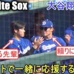 ダグアウトで山本由伸投手と一緒に応援！【大谷翔平選手】Shohei Ohtani Spring Game vs White Sox 2024