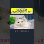 大谷翔平にくわしすぎる猫 #しゃべる猫 #コント