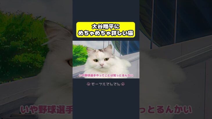 大谷翔平にくわしすぎる猫 #しゃべる猫 #コント