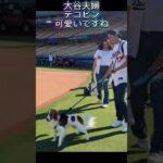 田中真美子さんデコピン•大谷翔平ドジャーススタジアムを散歩する