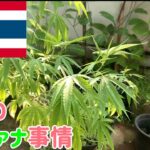 タイ　大麻を売ってタイを巡るバン ep.3