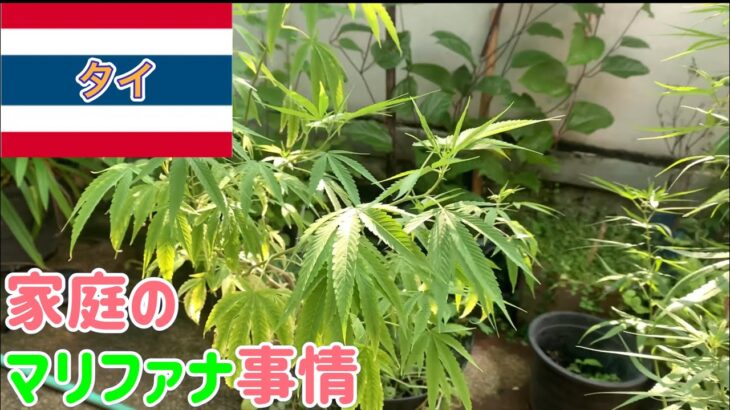 タイ　大麻を売ってタイを巡るバン ep.3