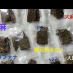 【タイ大麻】ダメ、絶対！タイで普通に売ってる大麻とその関連商品。女性の胸元は見ないでください！バンコクモチット。