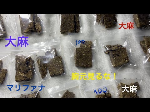 【タイ大麻】ダメ、絶対！タイで普通に売ってる大麻とその関連商品。女性の胸元は見ないでください！バンコクモチット。