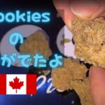 #139話 【大麻・マリファナ】Cookiesの新作が出てたよIN Canada