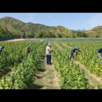 Eastern Spectrum Group – Hemp and Cannabis Extracts Thailand