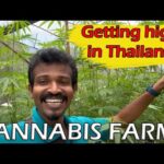 Secret cannabis farm – Thailand Green house farming