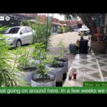 24/7 Live Pattaya Thailand Cannabis Garden