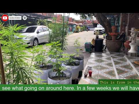 24/7 Live Pattaya Thailand Cannabis Garden