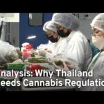 Analysis: Why Thailand Needs Cannabis Regulation | TaiwanPlus News