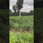 Cassava looks just marijuana plant! #cassava #thailand #marijuana