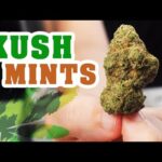 Kush Mints Strain Review: Best Organic Weed in Thailand!?