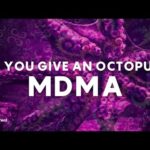 Octopi On MDMA, Thai Cannabis Reversal & California’s Psychedelics Delay