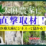 タイで医療大麻の栽培ビジネスぶっちゃけ儲かるの？大麻農家のジョーさん詳しく聞いてみた【後編】