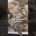 Cannabis in Thailand #Homehengherb