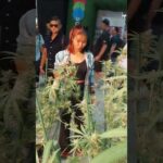 Thai Cannabis Princess