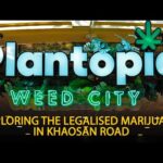 Legalized Marijuana Thailand Khaosan Road