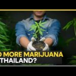 No more marijuana in Thailand? New laws to clamp down on Marijuana | WION