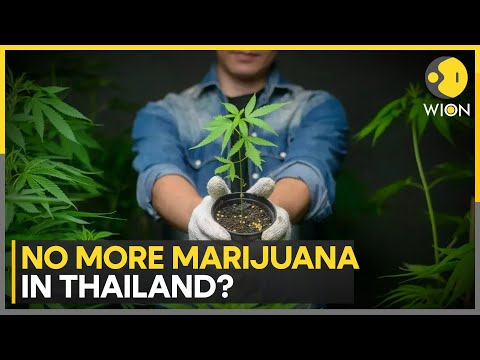 No more marijuana in Thailand? New laws to clamp down on Marijuana | WION