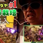 禁断の大麻栽培ファームに大潜入 | タイ・パタヤ攻略＃１