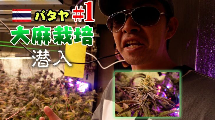 禁断の大麻栽培ファームに大潜入 | タイ・パタヤ攻略＃１