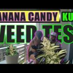 Thai Weed Test №1. Banana Candy Kush